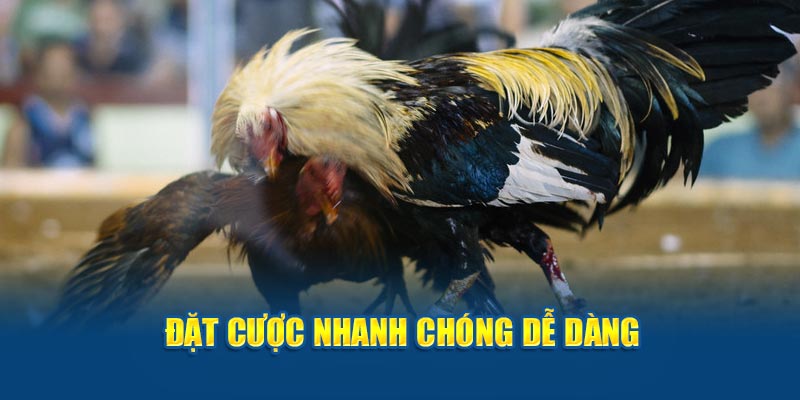 Đặt cược nhanh chóng dễ dàng  