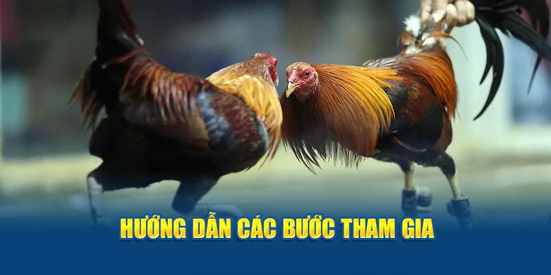 Hướng dẫn các bước tham gia 